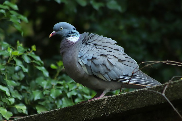 Dunia Merpati